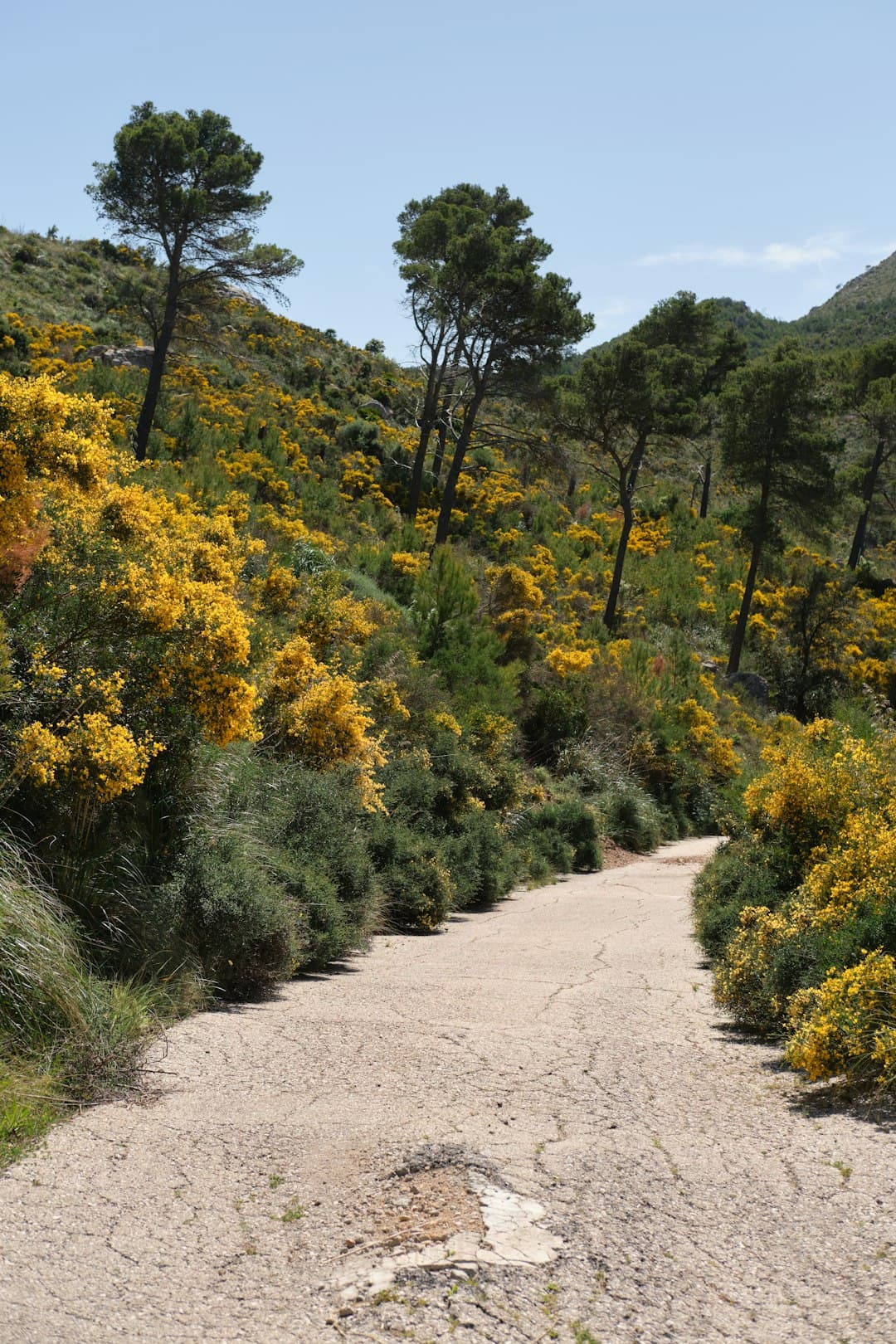 Ajuntament de Pollença