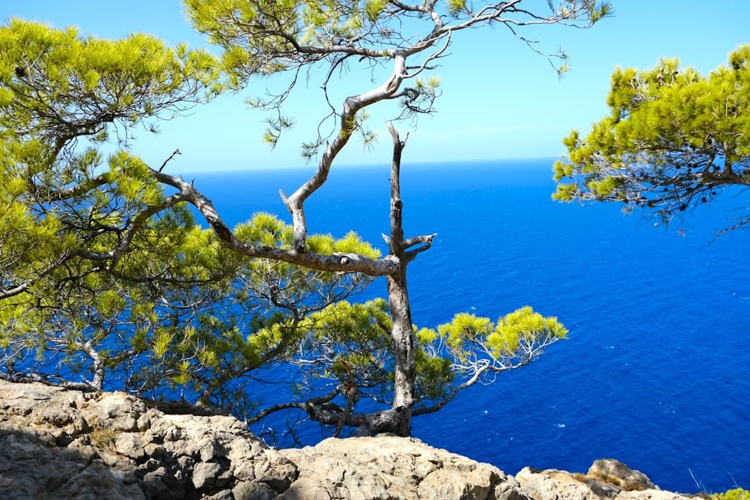 Banyalbufar