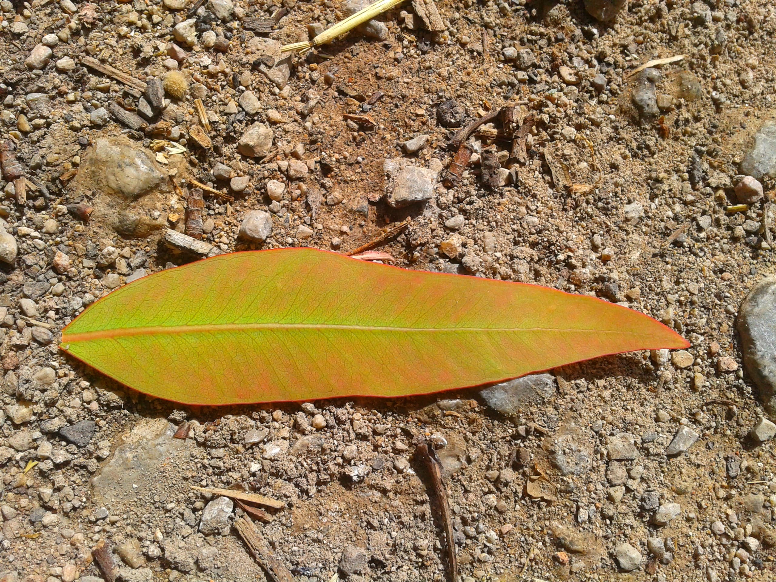 Via Verde (Grüner Weg)
